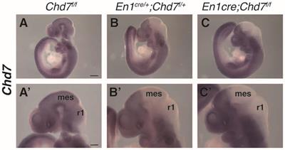 Cerebellar Vermis and Midbrain Hypoplasia Upon Conditional Deletion of Chd7 from the Embryonic Mid-Hindbrain Region